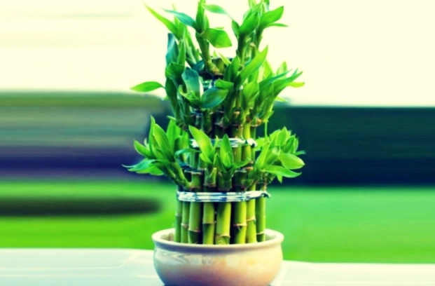 富貴竹風水擺放 富貴竹風水擺放