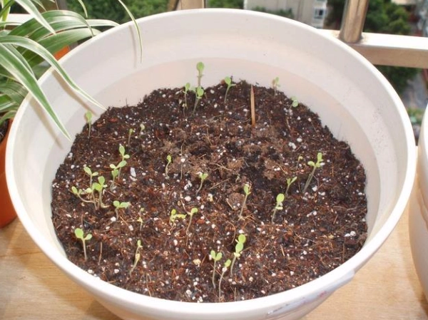 小番茄種植方法 小番茄種植方法