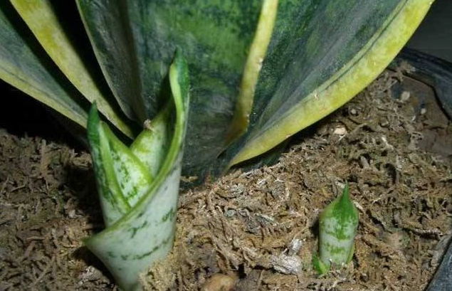 虎尾蘭軟腐病治療