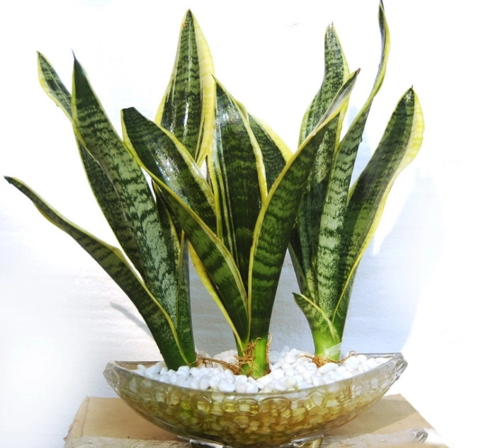 虎尾蘭澆水技巧 虎尾蘭澆水技巧