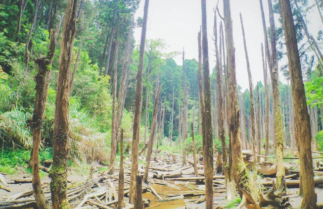 忘憂森林步行多久