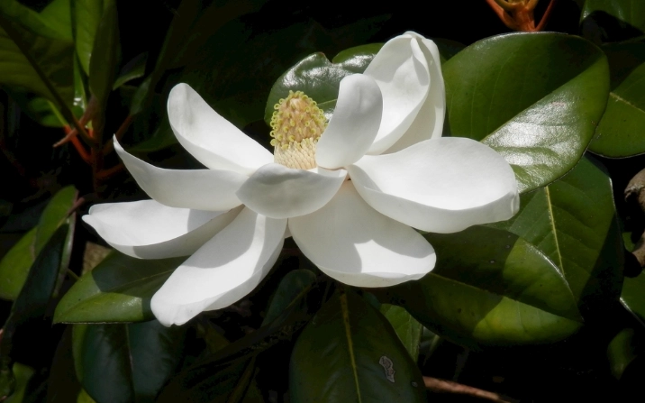 玉蘭花開花時間 玉蘭花開花時間