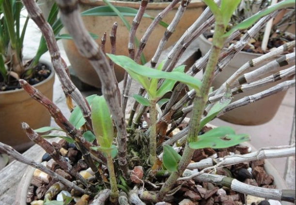 蘭花分株方法 蘭花分株方法