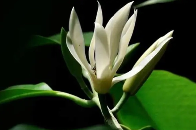 白蘭花開花時間