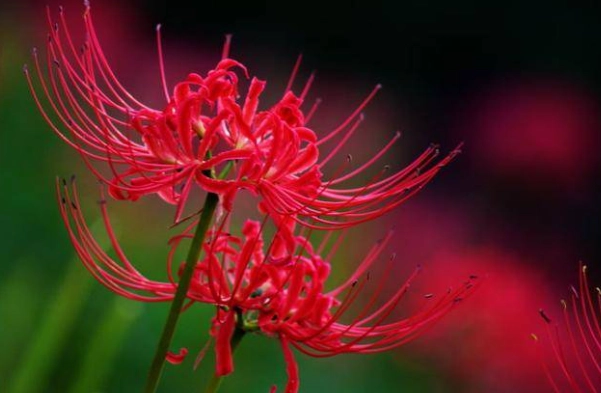 台灣勇氣花語 台灣勇氣花語