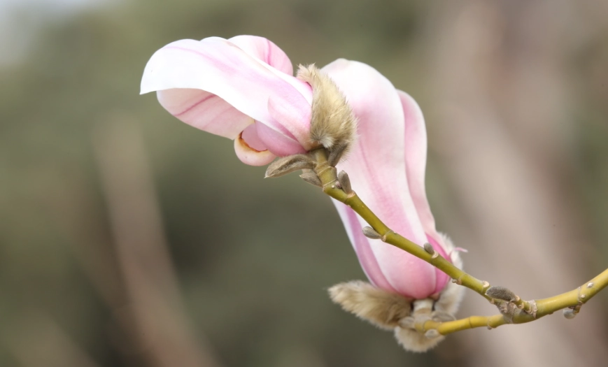 玉蘭花葉子用法 玉蘭花葉子用法