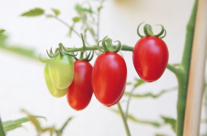 小番茄種植方法 小番茄種植方法