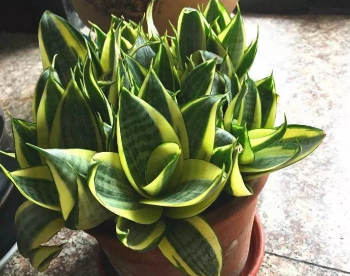 虎尾蘭澆水頻率 虎尾蘭澆水頻率