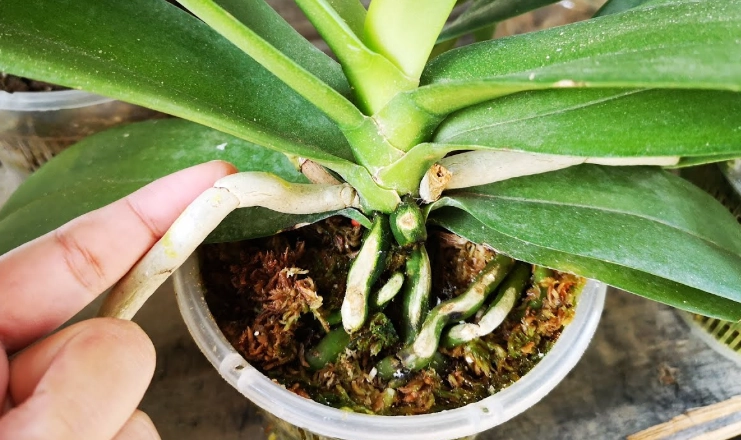 蘭花分株時機 蘭花分株時機