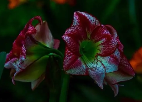 孤挺花花期 孤挺花花期