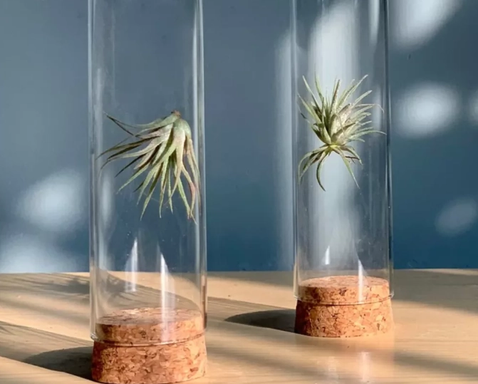 香港空气草养护