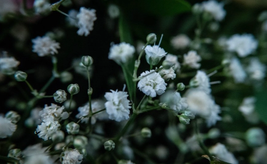 滿天星對貓有毒