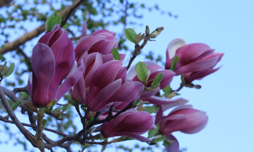 玉蘭花葉子禁忌 玉蘭花葉子禁忌