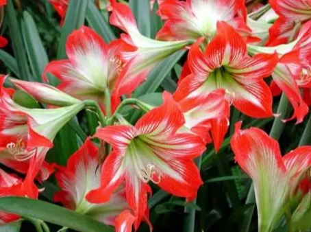 孤挺花開花時間 孤挺花開花時間