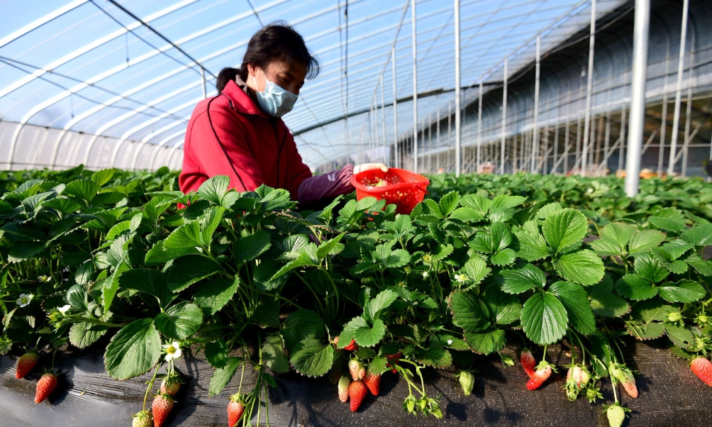 雲林草莓農場 雲林草莓農場