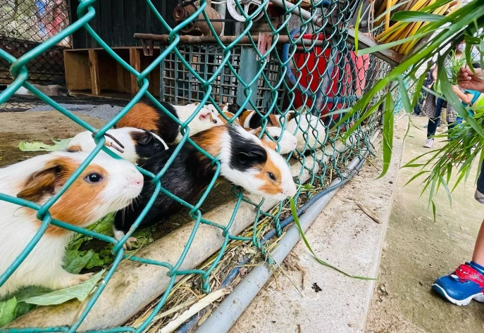 台灣親子農場 台灣親子農場