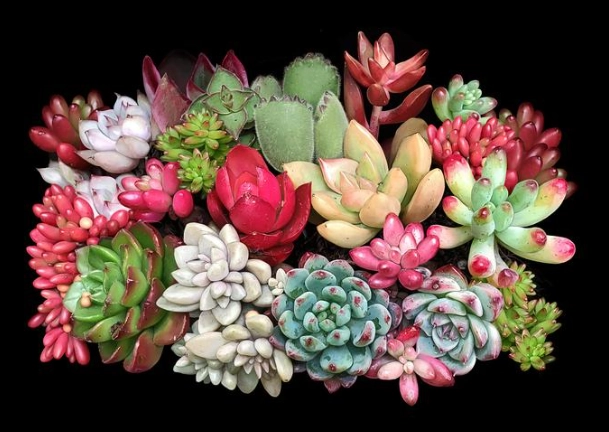 多肉植物養護 多肉植物養護