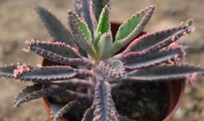 景天科多肉植物 景天科多肉植物