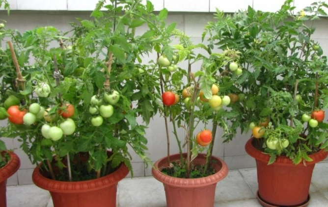 陽台小蕃茄栽培 陽台小蕃茄栽培