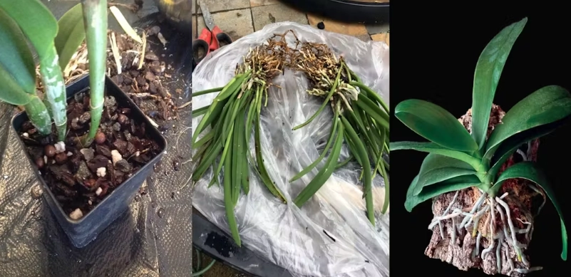 蘭花分株注意事項 蘭花分株注意事項