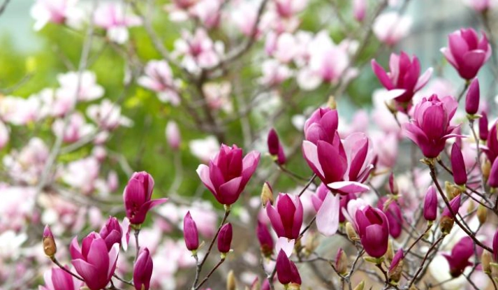 玉蘭花開花時間 玉蘭花開花時間