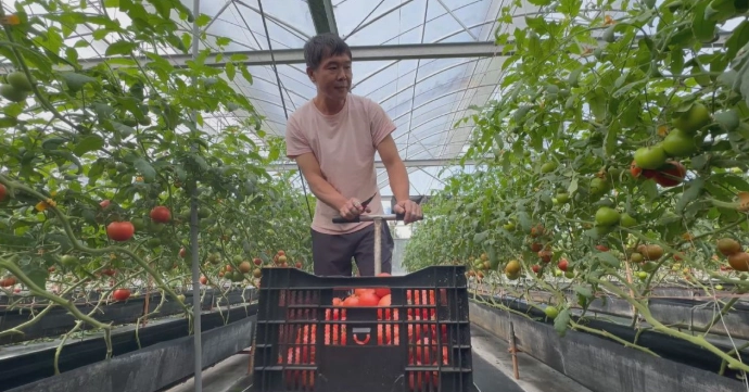 小蕃茄種植方法 小蕃茄種植方法