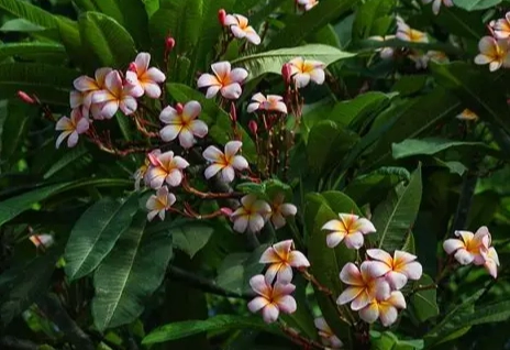 植物不開花原因