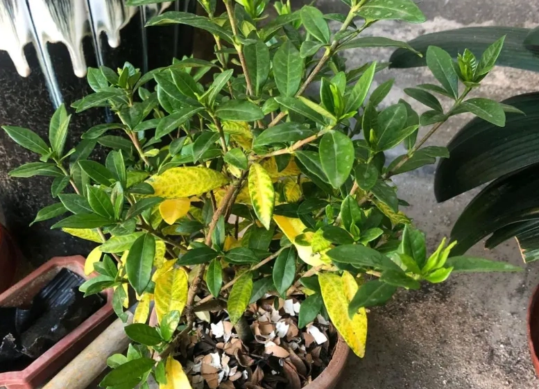 葉子變黃處理 葉子變黃處理