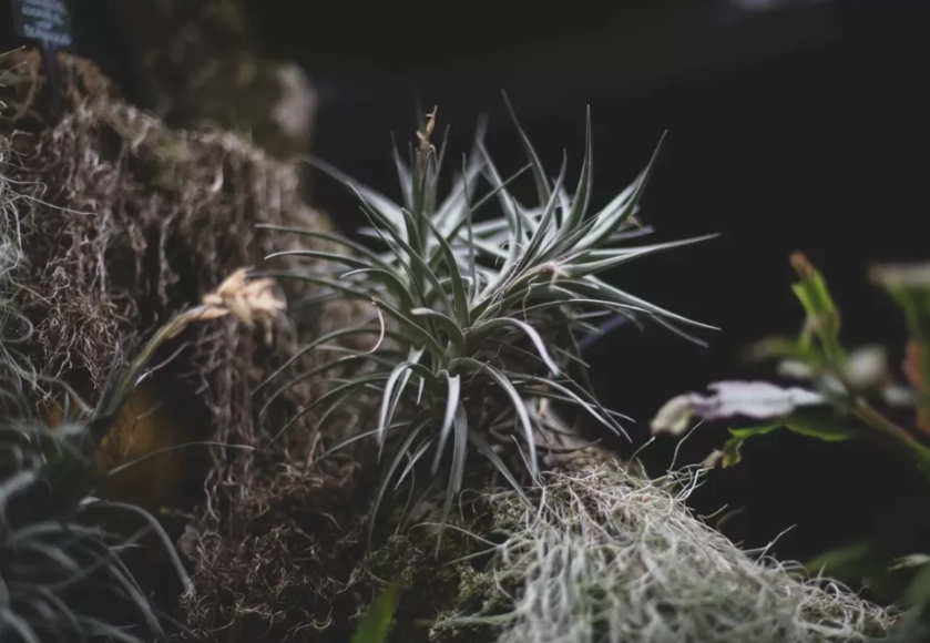 空气草购买指南