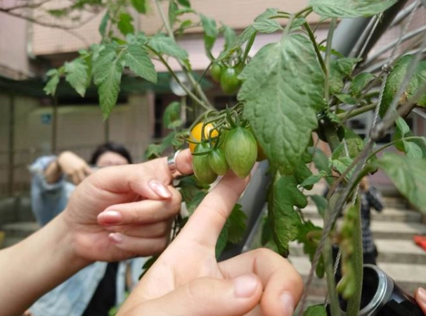 陽台種小番茄 陽台種小番茄