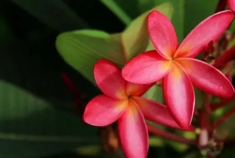 雞蛋花栽培技巧