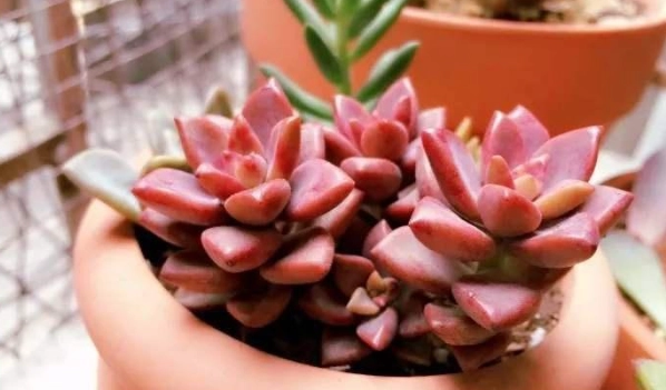 多肉植物養護 多肉植物養護