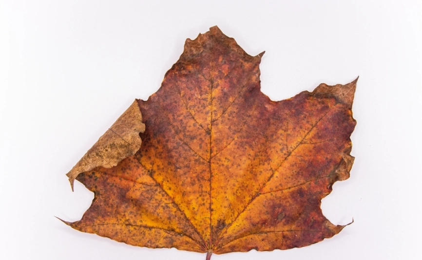 叶子枯萎原因 叶子枯萎原因