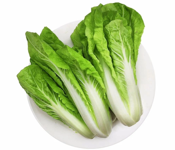 黃化小白菜處理 黃化小白菜處理