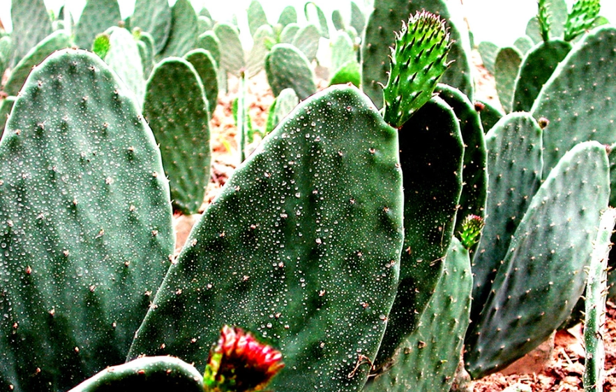 仙人掌陽光不足症狀