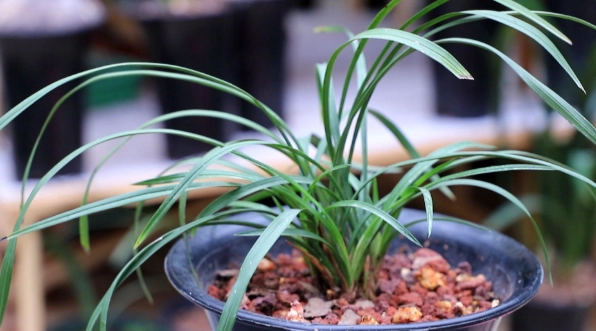 玉蘭花養護 玉蘭花養護