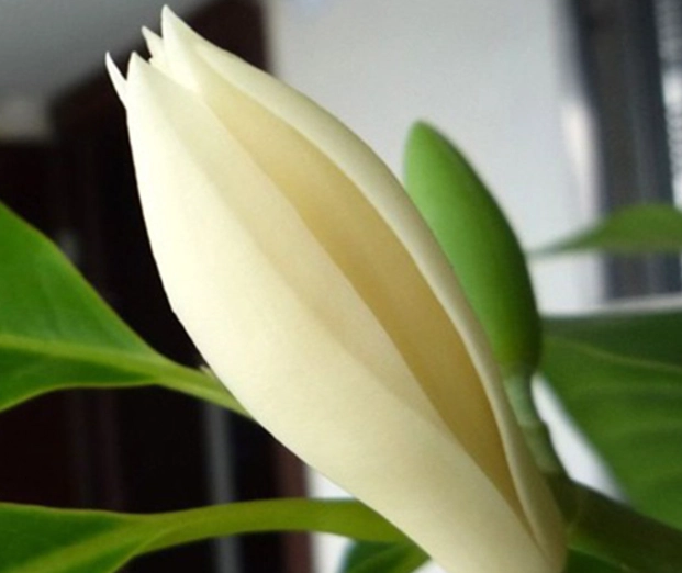 白蘭花種植 白蘭花種植