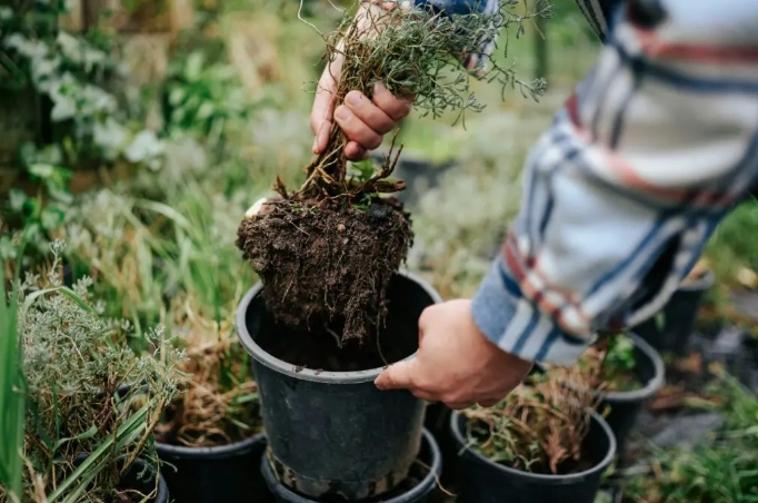 盆栽照顧方法 盆栽照顧方法
