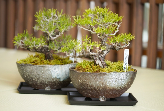 室內盆栽種植 室內盆栽種植