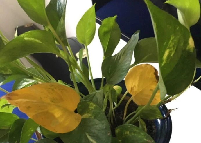 葉子變黃處理 葉子變黃處理