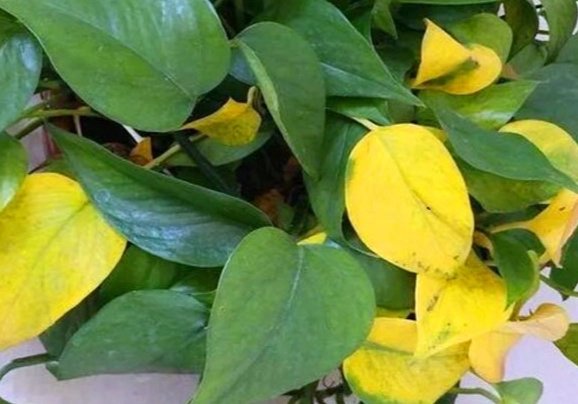 盆栽葉子變黃原因 盆栽葉子變黃原因