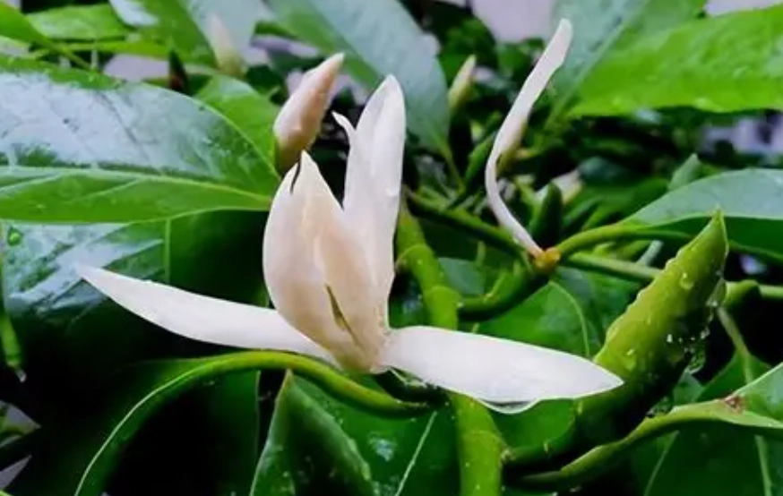 白蘭花種植 白蘭花種植