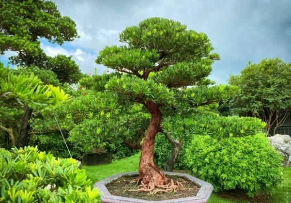 羅漢松盆栽養護 羅漢松盆栽養護