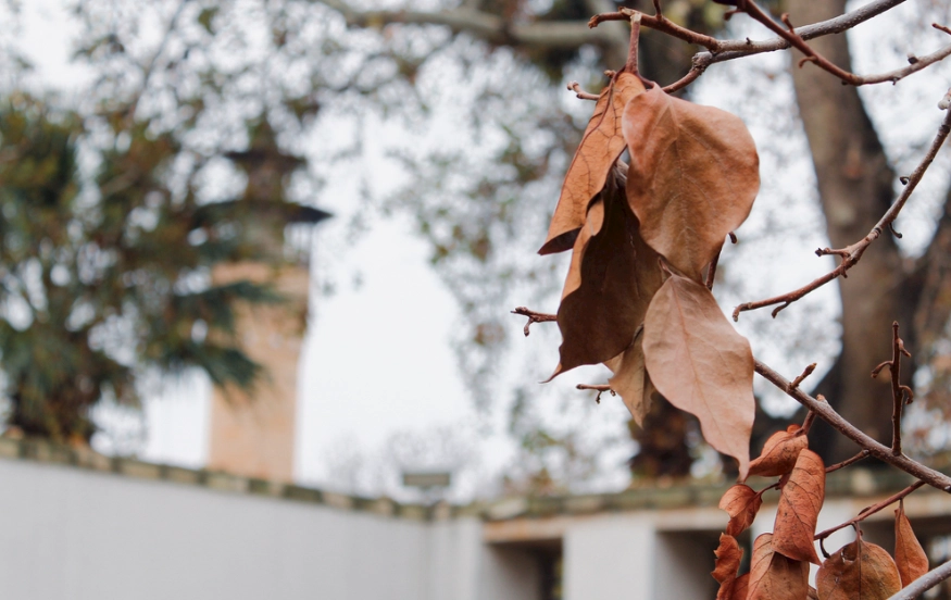 植物葉片枯萎 植物葉片枯萎