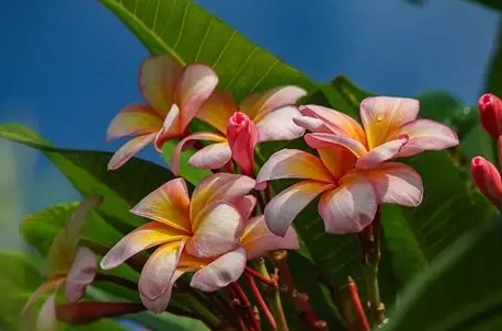 植物不開花原因