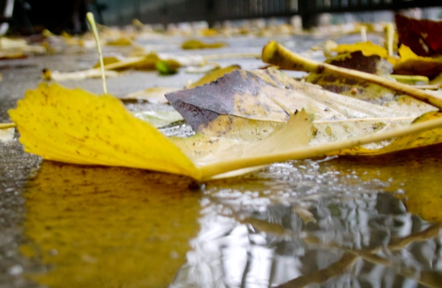 植物葉片枯萎 植物葉片枯萎