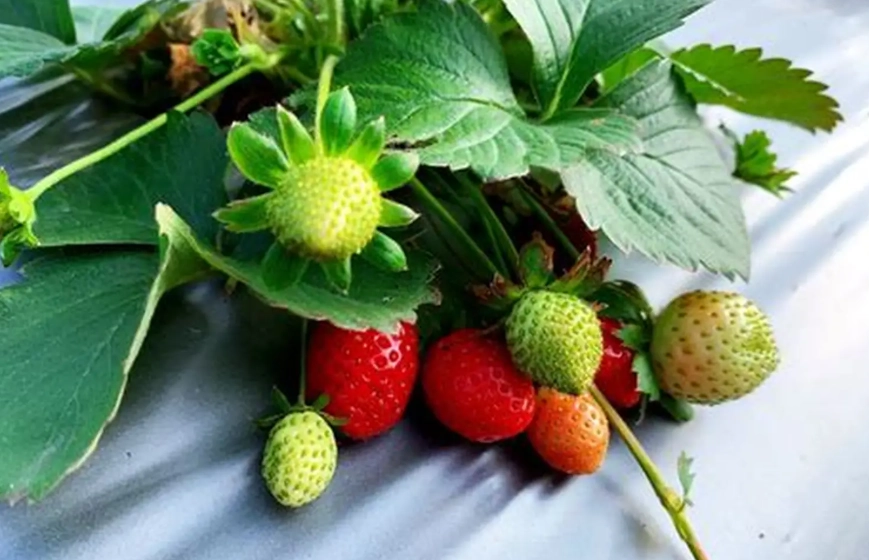 採草莓一日遊 採草莓一日遊