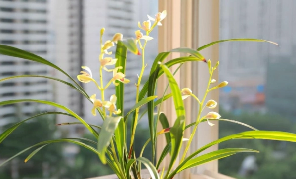 植物換盆技巧 植物換盆技巧