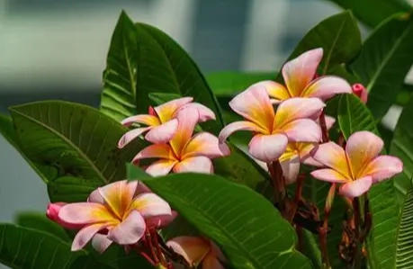 雞蛋花栽培技巧