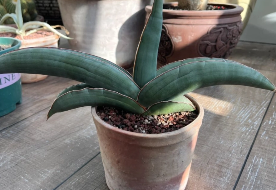 虎尾蘭軟腐病症狀